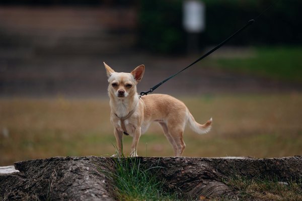 Unearth the Hidden Health Benefits: Unveiling the Amazing Wellness Secrets of UK Homegrown Superfoods!